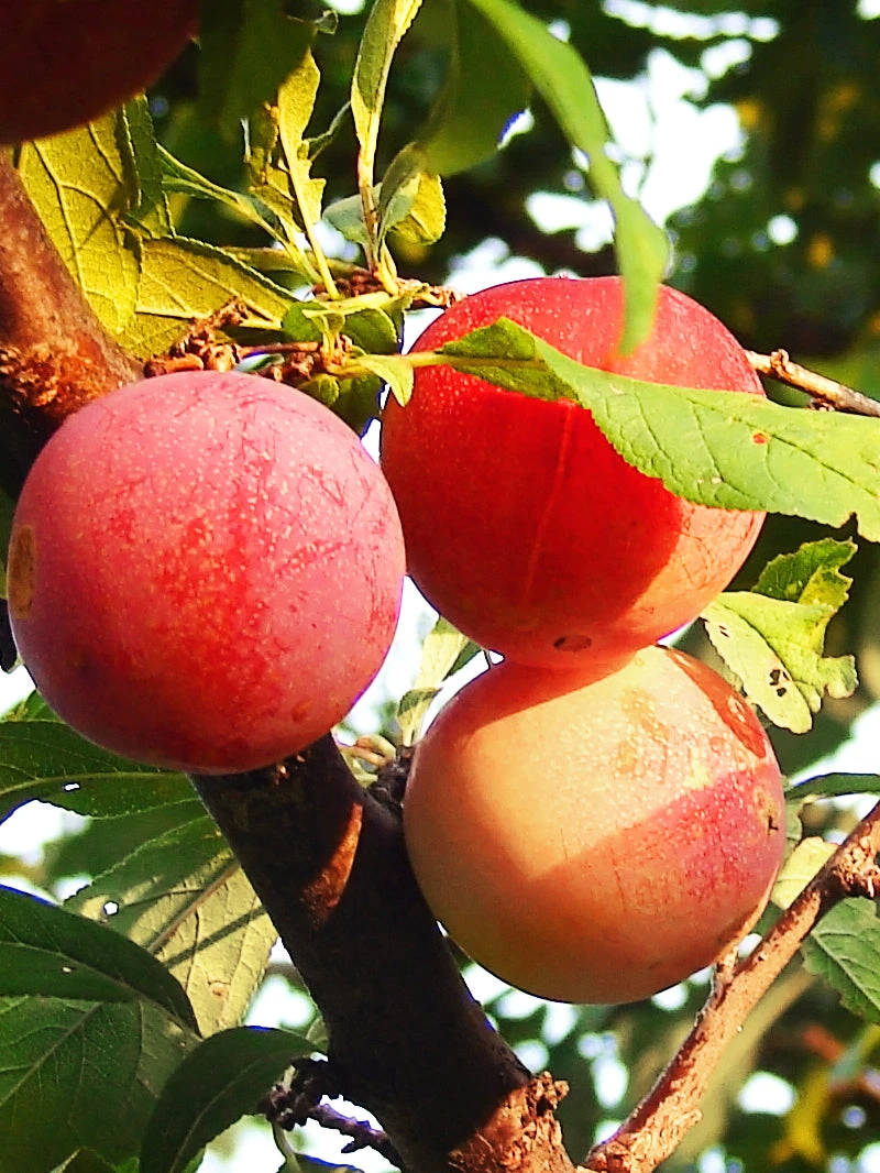 SN FRUIT COLLECTION Plum Trees - Burbank
