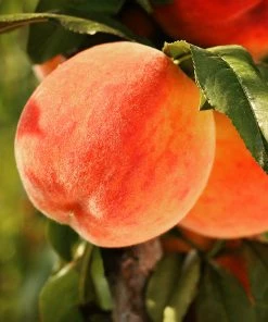 SN Peach Trees - Caroking