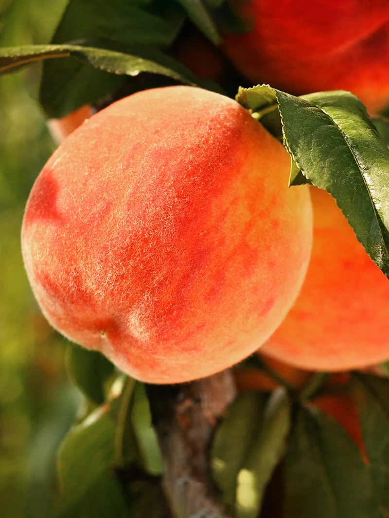 SN Peach Trees - Caroking