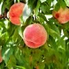 SN Peach Trees - Carolina Gold