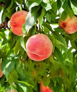 SN Peach Trees - Carolina Gold