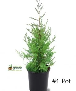 SN Fast-Growing Privacy Trees Cedar - Eastern Red