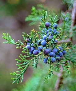 SN Fast-Growing Privacy Trees Cedar - Eastern Red