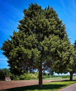 SN Fast-Growing Privacy Trees Cedar - Eastern Red
