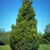 SN Fast-Growing Privacy Trees Cedar - Eastern Red