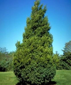 SN Fast-Growing Privacy Trees Cedar - Eastern Red