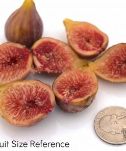 SN Fig Trees - Celestial