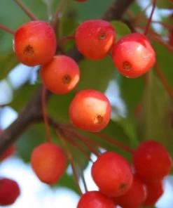 SN FRUIT COLLECTION Crabapple - Centurion