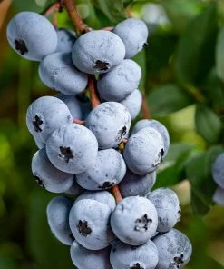 SN Blueberry - Chandler (Northern Highbush)