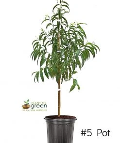 SN Peach Trees - July Prince