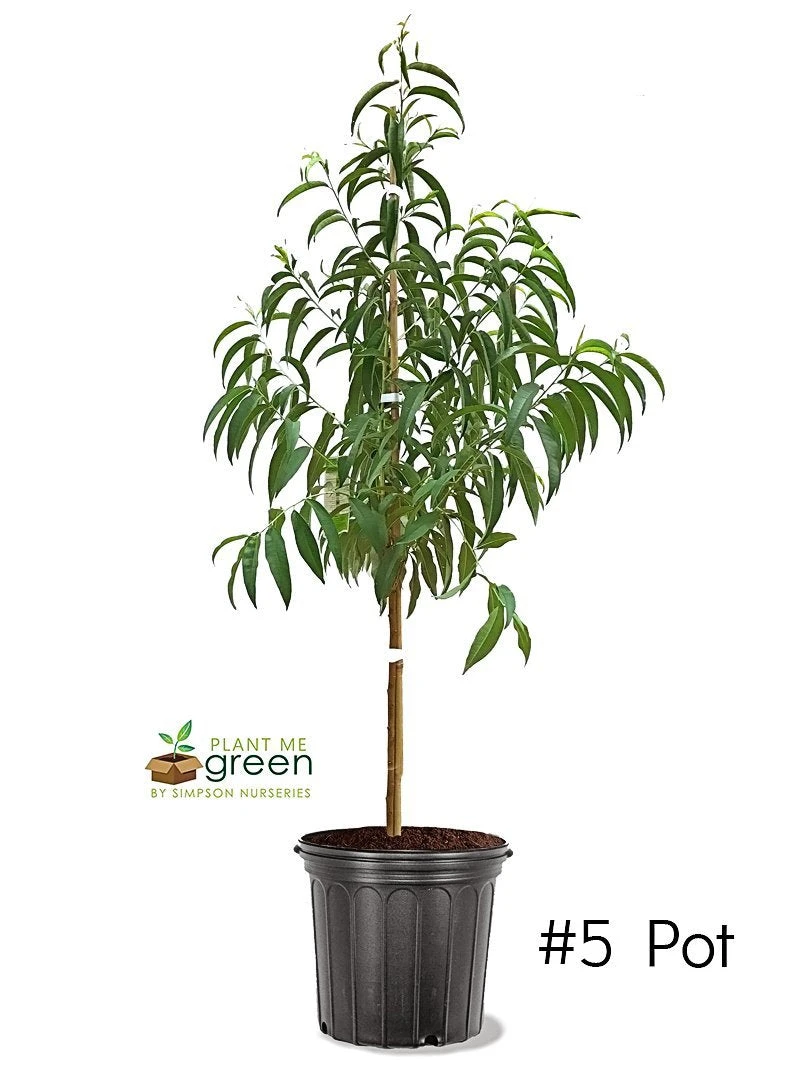 SN FRUIT COLLECTION Peach Trees - Early Augustprince