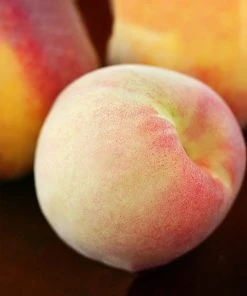 SN FRUIT COLLECTION Peach Trees - China Pearl