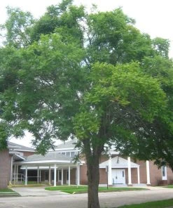 SN Pistache - Chinese