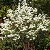 FLOWERING COLLECTION Viburnum - Chinese Snowball