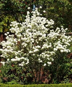 FLOWERING COLLECTION Viburnum - Chinese Snowball