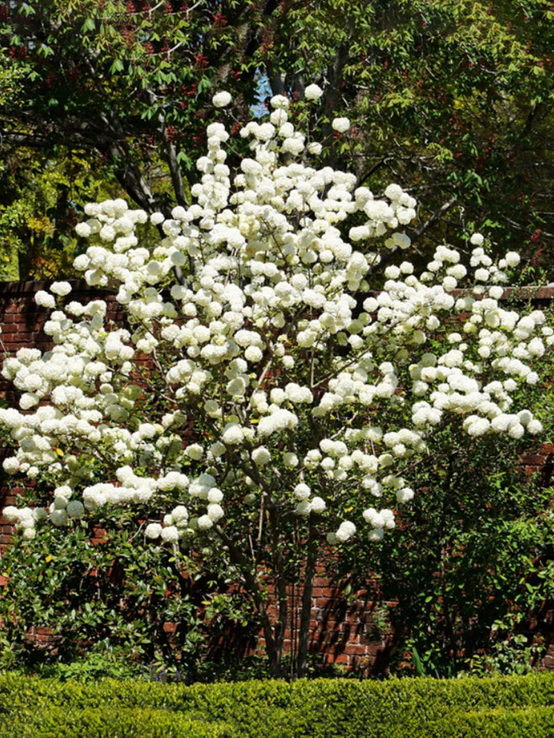 FLOWERING COLLECTION Viburnum - Chinese Snowball