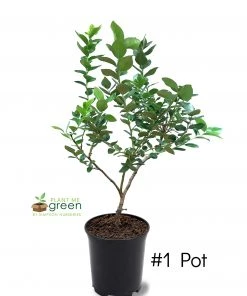 SN Blueberry - Climax (Rabbit Eye)