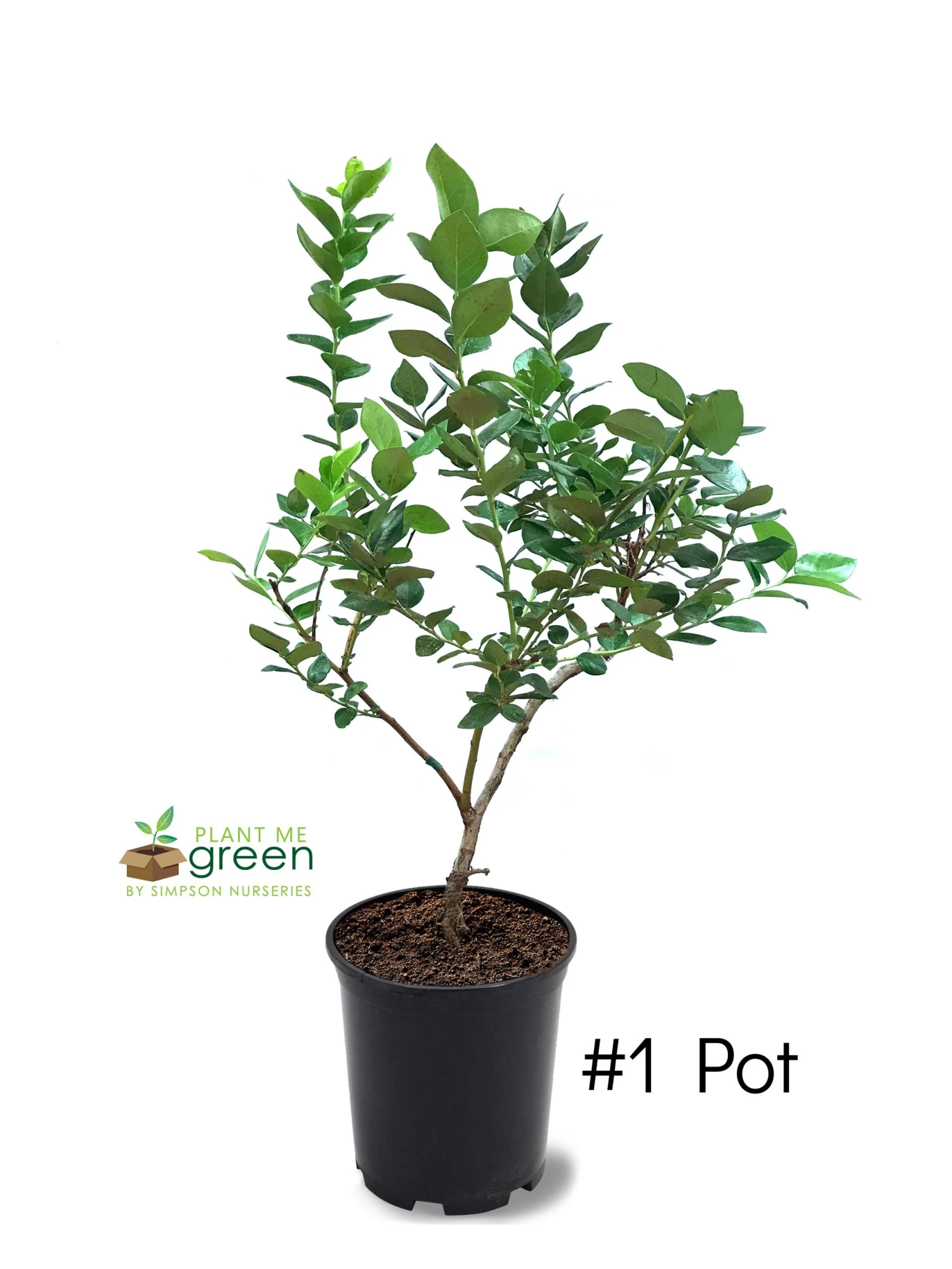 SN Blueberry - Climax (Rabbit Eye)