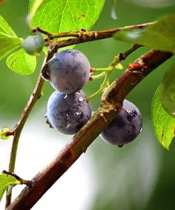 SN Blueberry - Climax (Rabbit Eye)