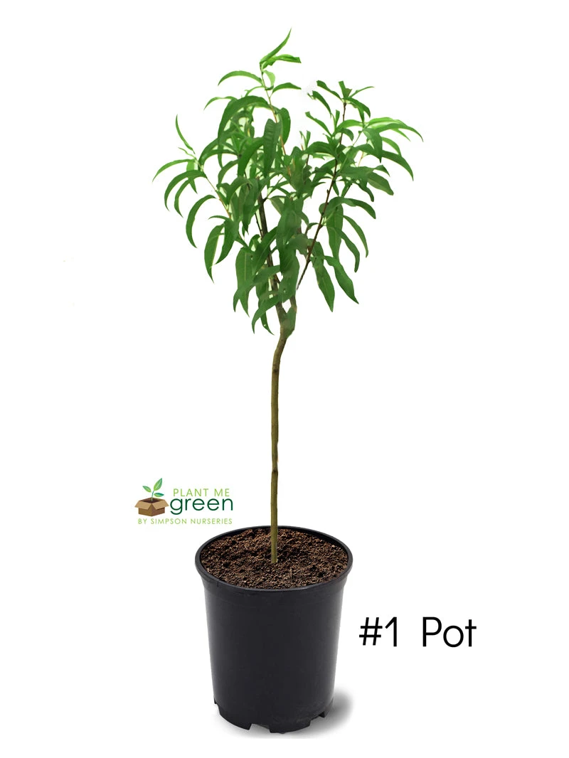 SN Peach Trees - Contender