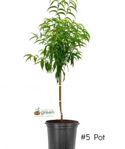 SN Peach Trees - Contender