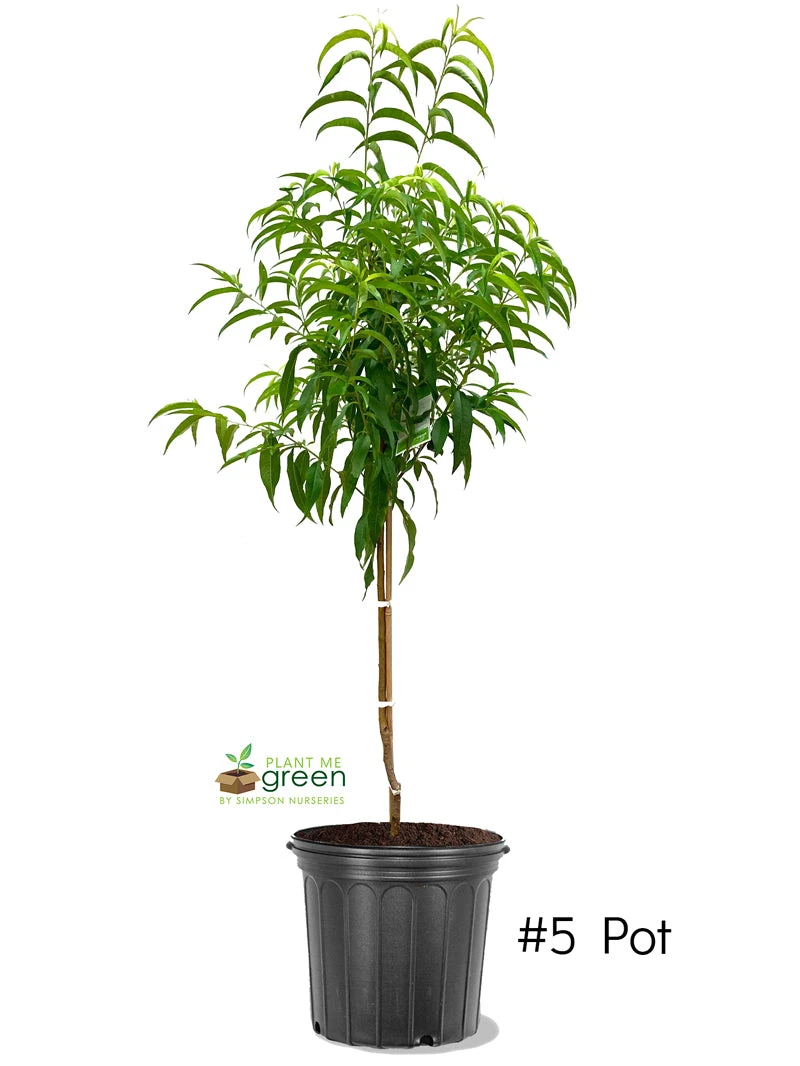 SN Peach Trees - Contender