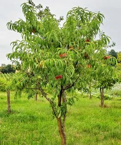 SN Peach Trees - Contender