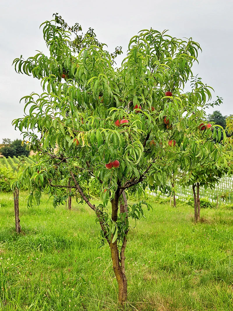 SN Peach Trees - Contender