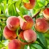 SN Peach Trees - Contender