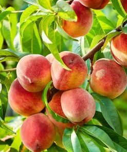 SN Peach Trees - Contender