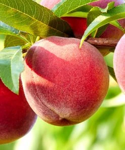 SN Peach Trees - Contender