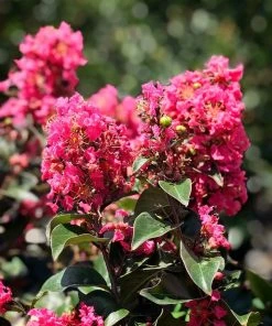 SN Crape Myrtle - First Editions® Coral Magic FLOWERING COLLECTION