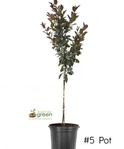 SN Crabapple - Summer Wonder