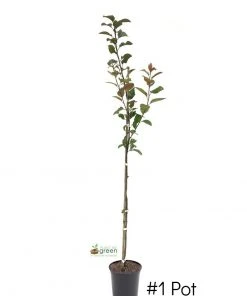 SN FRUIT COLLECTION Crabapple - Centurion