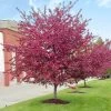 SN FRUIT COLLECTION Crabapple - Centurion