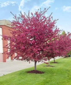 SN FRUIT COLLECTION Crabapple - Centurion