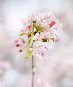 SN Crabapple - Floribunda FLOWERING COLLECTION