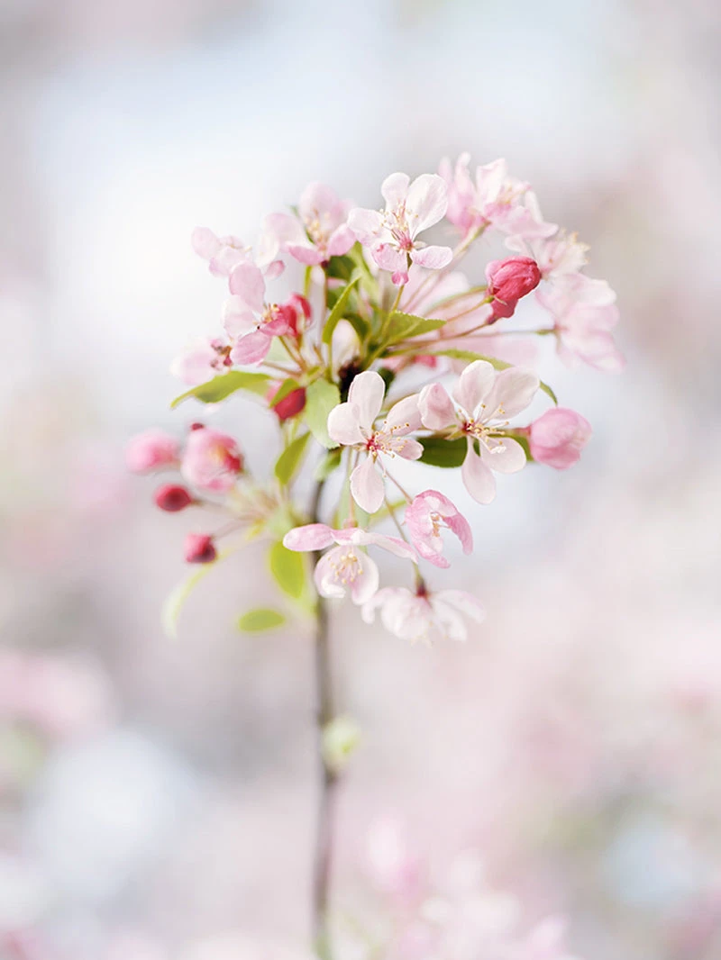 SN Crabapple - Floribunda FLOWERING COLLECTION