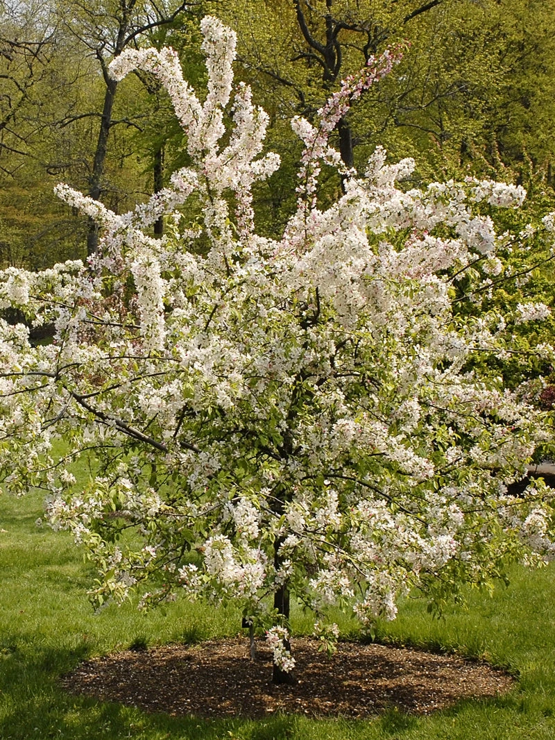 SN Crabapple - Floribunda FLOWERING COLLECTION