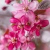 SN Crabapple - Profusion FLOWERING COLLECTION
