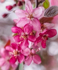 SN Crabapple - Profusion FLOWERING COLLECTION