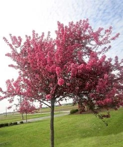 SN Crabapple - Profusion FLOWERING COLLECTION