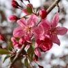 SN FLOWERING COLLECTION Crabapple - Robinson