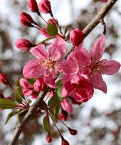 SN FLOWERING COLLECTION Crabapple - Robinson
