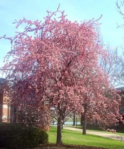 SN FLOWERING COLLECTION Crabapple - Robinson