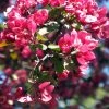 SN Crabapple - Summer Wonder