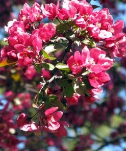 SN Crabapple - Summer Wonder