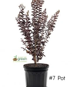 Plant Me Green Crape Myrtle - First EditionsĀ® Lunar MagicĀ®