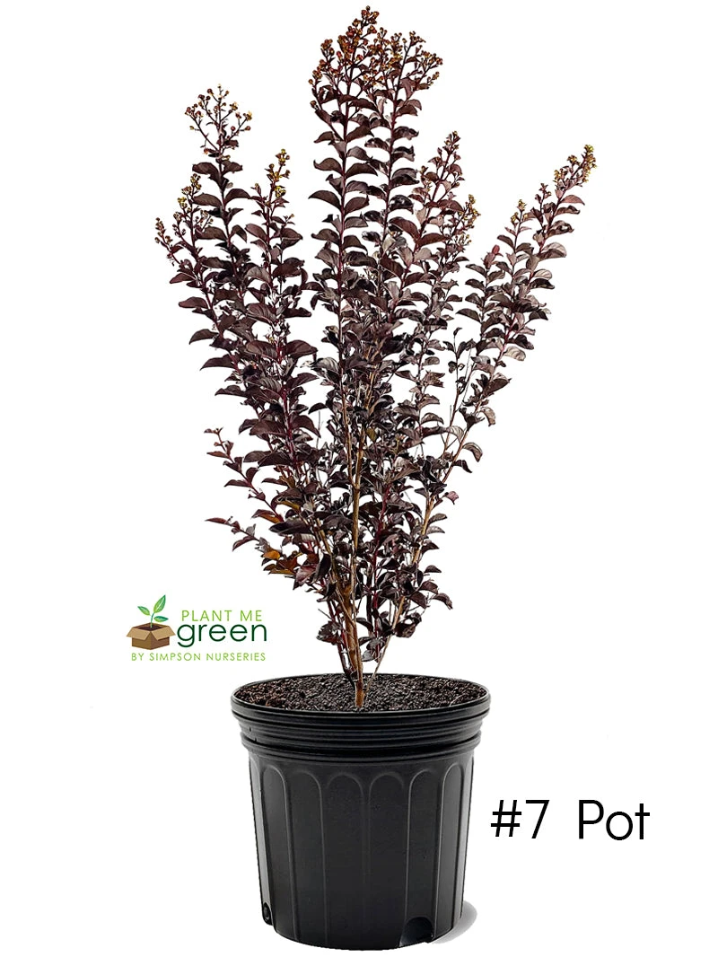 Plant Me Green Crape Myrtle - First EditionsĀ® Lunar MagicĀ®
