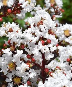 Plant Me Green Crape Myrtle - First Editions® Lunar Magic®